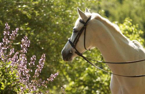 San Filippo Bed & Breakfast | Il Paretaio