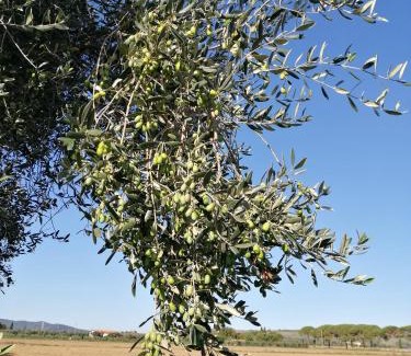 Roccastrada House | Il Podere di Sole