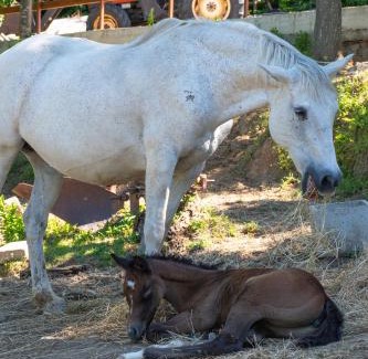 Anagni Bed & Breakfast | Il Ranch Country House B&B