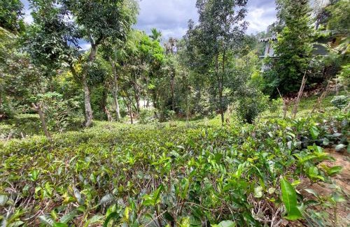 Mirahawatta House | INDUNILA Holiday Inn