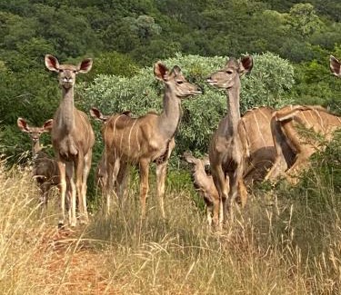 Lydenburg House | Ithaba Falls Guest Farm Farm L59, Buffelsvley, Burgersfort, 1150