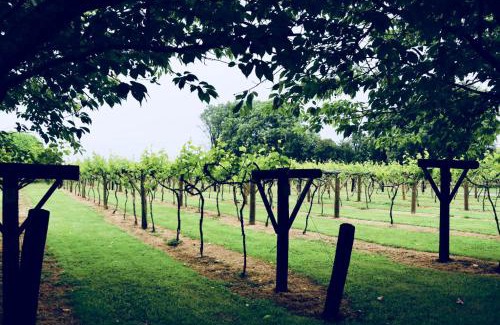 Whitland Hotel | Jabajak Vineyard Restaurant & Rooms