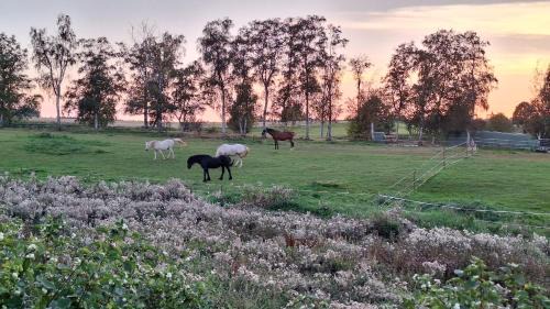 Hasselfelde House | JS Feriendomizile Haus Abendrot