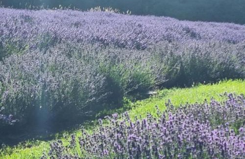 Duvauchelle House | Kūkupa Matairangi at Akaroa Lavender