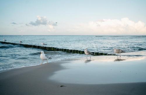 Loddin Apartment | Kamphof Usedom Ferienanlage