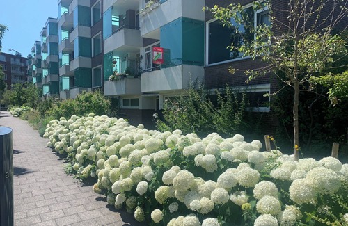 Leiden Apartment | KeyCityApt near Amsterdam & The Hague,fully equipped, linens,breakfast basket