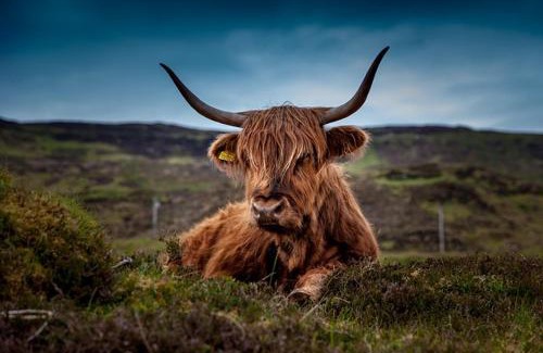 Helmsdale House | Kindale House