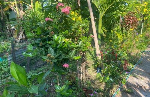 Don Det House | King Kong Restaurant and Bungalows