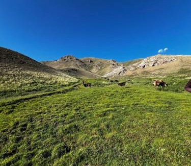Naryn Region Apartment | Kyrgyz travel