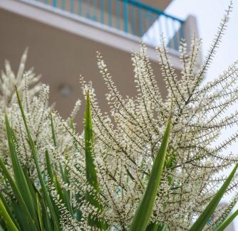 Vrontados Apartment | Kyveli Hotel Apartments