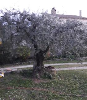 Montfrin House | L'Olivette