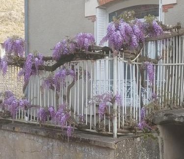 Ternay House | La glycine