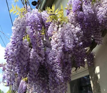 La Villedieu House | La Maison Glycine