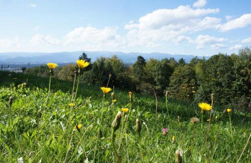 Fresing Ski Chalet | LandLoft in the Sausal wine region