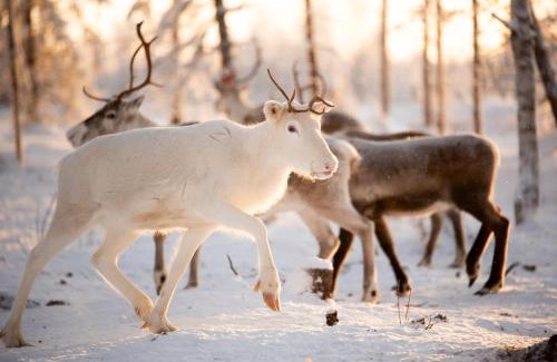 Ranua Ski Chalet | Lapland aurora riverside