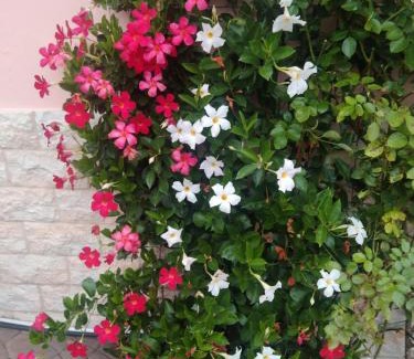 Pescate Apartment | Le Rose Sul Lago