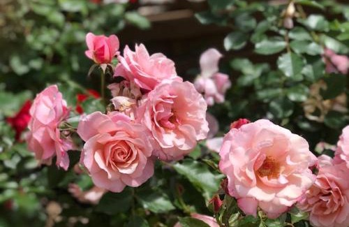 Tourrettes-sur-Loup Hotel | Les Belles Terrasses