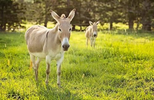 Pinbarren Cabin | Lizard Lodge Farmstay-Families-Horse Riders-Nature