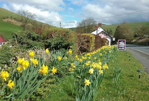 Llanfihangel-nant-Melan Bed & Breakfast | Llew Coch B&B formaly The Red Lion inn