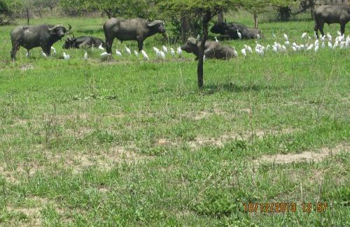 Lochinvar National Park Other | Lochinvar Safari Lodge of Lochinvar National Park - ZAMBIA