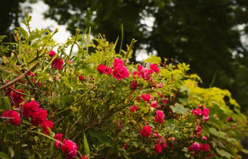 Ennybegs House | Longford Holiday Yellow Star Self-Catering Cottage