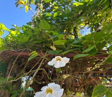 Baler Resort | Lotus Sun & Waves Beach Resort