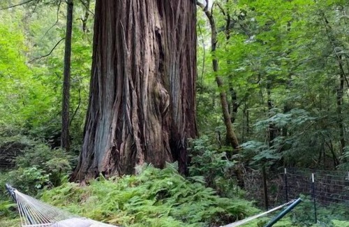 Redway House | Lovely 2 bedroom redwood river retreat.