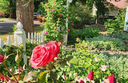 Paonia House | Lovely Victorian house in Paonia: walk to town, the park, and the river.