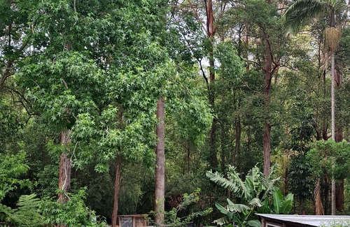 Bonville House | Lush Green Surrounds on Bonville Creek, Close to Sawtell Beaches