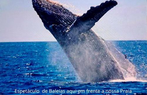 Campeche Sul House | Mar&sol 80 mts da Praia Bangalôs Aconchegantes