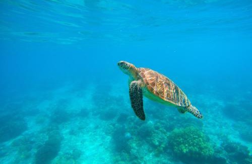 Maratua Island House | Maratua Guesthouse