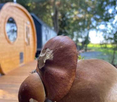 Stankovice Cabin | Maringotka u lesa