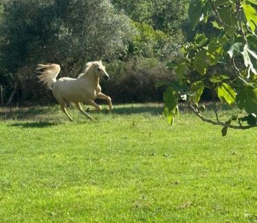 Valls House | Masia Victoria
