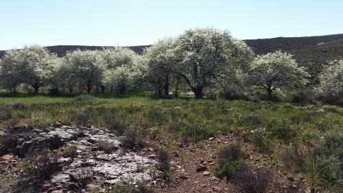 Karoo Hoogland Bed & Breakfast | Middelfontein Farm