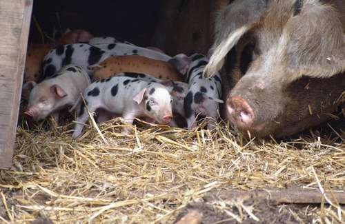 Market Drayton Cabin | Mongolian Yurts Fordhall Organic Farm