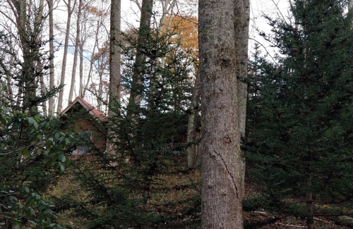 Waynesville Cabin | Moose Crossing Tall Woods Cabin, number 3