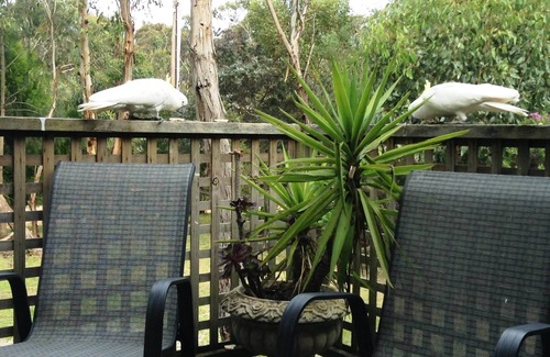 Aireys Inlet House | NATURE WONDERLAND CLOSE TO EVERYTHING