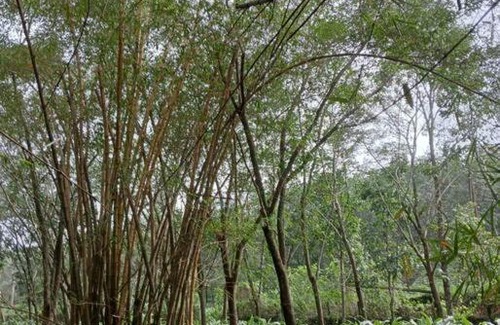 Kedavur House | Nellari Heritage Bungalow
