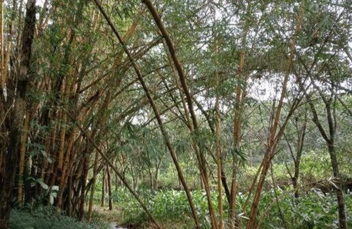 Kedavur House | Nellari Heritage Bungalow