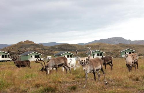 Nordkapp Resort | Nordkapp Camping