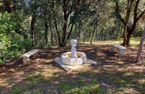 Tornac House | Olive trees