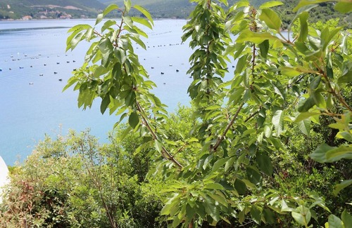 Putnikovic Apartment | One bedroom apartment near beach Kabli, Pelješac (A-10221-a)