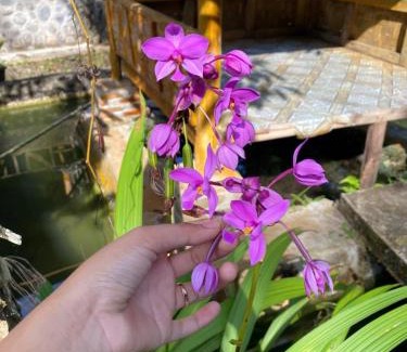 Bohorok House | Orchid Bugalows.