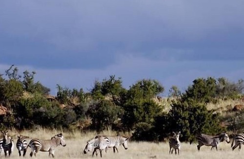 Kopanong Cabin | Otterskloof Private Game Reserve