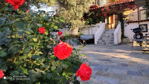 Eretria Apartment | Panorama