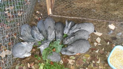 Vaideeni House | Pensiunea Agroturistica Cerna, Vaideeni, Valcea