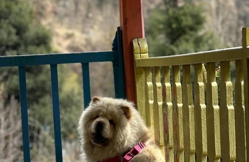 Old Manali Cottage | pet friendly and everything nearby in the heart of old manali