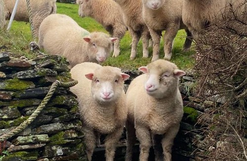 Boscastle Apartment | Polrunny Farm Sloe Cottage with a sea view