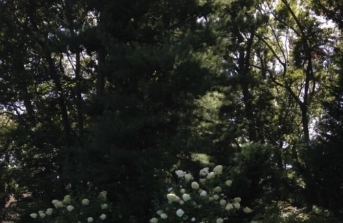 Commack Apartment | Private Estate guest apartment with seasonal outdoor pool