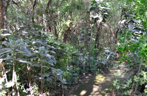 Thorny Bush Game Reserve House | Pure wilderness in Amanzimlotzi Riverside Bush Tent in Limpopo, Kruger Park